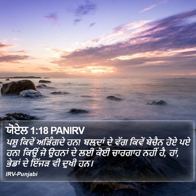 ਯੋਏਲ 1:18 PANIRV Bible Verse Image