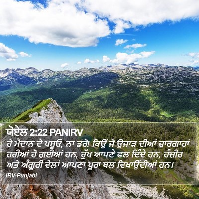 ਯੋਏਲ 2:22 PANIRV Bible Verse Image