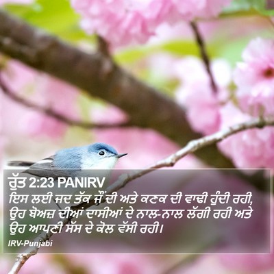 ਰੁੱਤ 2:23 PANIRV Bible Verse Image