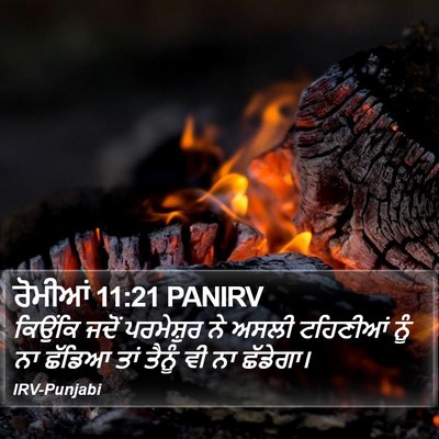 ਰੋਮੀਆਂ 11:21 PANIRV Bible Verse Image