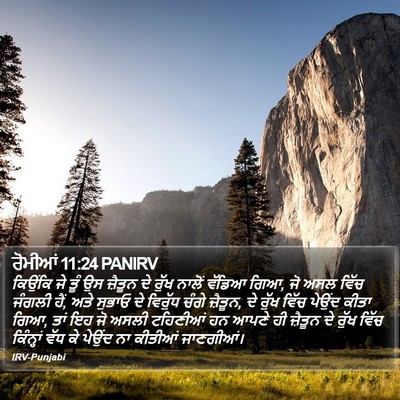 ਰੋਮੀਆਂ 11:24 PANIRV Bible Verse Image