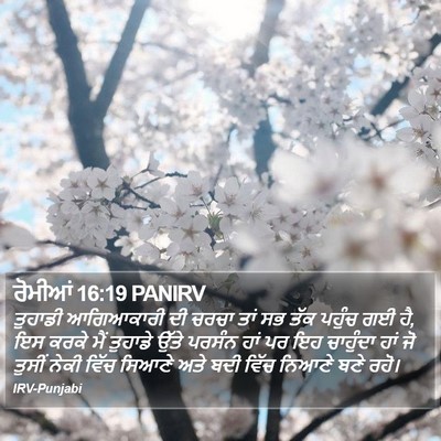 ਰੋਮੀਆਂ 16:19 PANIRV Bible Verse Image