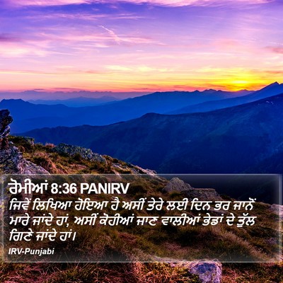 ਰੋਮੀਆਂ 8:36 PANIRV Bible Verse Image