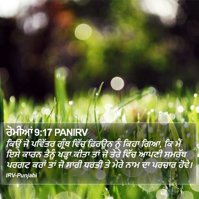 ਰੋਮੀਆਂ 9:17 PANIRV Bible Verse Image