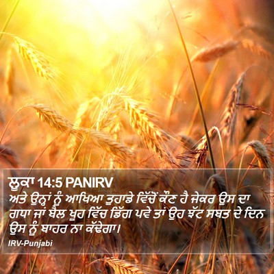 ਲੂਕਾ 14:5 PANIRV Bible Verse Image