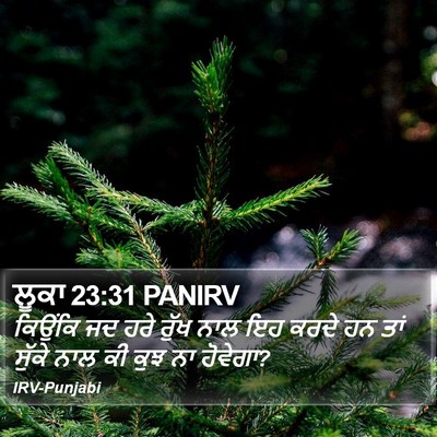 ਲੂਕਾ 23:31 PANIRV Bible Verse Image