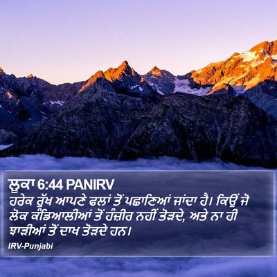 ਲੂਕਾ 6:44 PANIRV Bible Verse Image