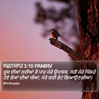 ਸਫ਼ਨਯਾਹ 3:10 PANIRV Bible Verse Image