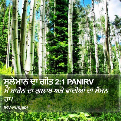 ਸੁਲੇਮਾਨ ਦਾ ਗੀਤ 2:1 PANIRV Bible Verse Image