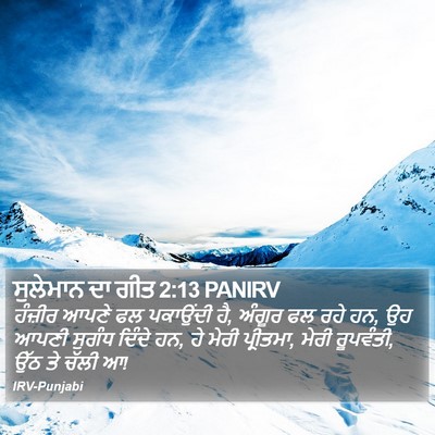 ਸੁਲੇਮਾਨ ਦਾ ਗੀਤ 2:13 PANIRV Bible Verse Image