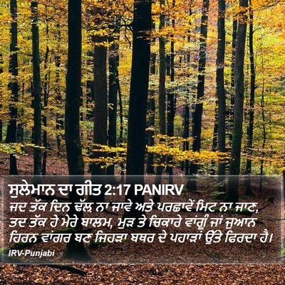 ਸੁਲੇਮਾਨ ਦਾ ਗੀਤ 2:17 PANIRV Bible Verse Image