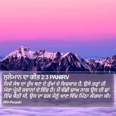 ਸੁਲੇਮਾਨ ਦਾ ਗੀਤ 2:3 PANIRV Bible Verse Image