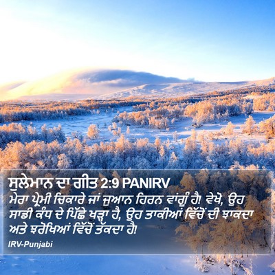 ਸੁਲੇਮਾਨ ਦਾ ਗੀਤ 2:9 PANIRV Bible Verse Image