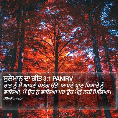 ਸੁਲੇਮਾਨ ਦਾ ਗੀਤ 3:1 PANIRV Bible Verse Image