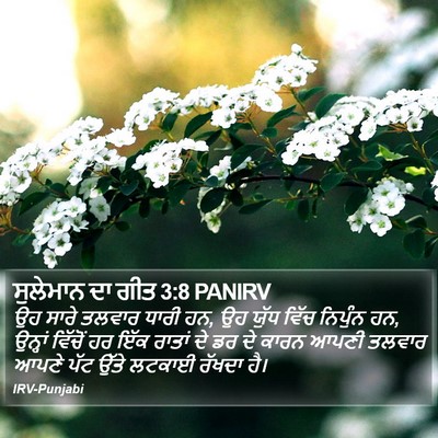 ਸੁਲੇਮਾਨ ਦਾ ਗੀਤ 3:8 PANIRV Bible Verse Image