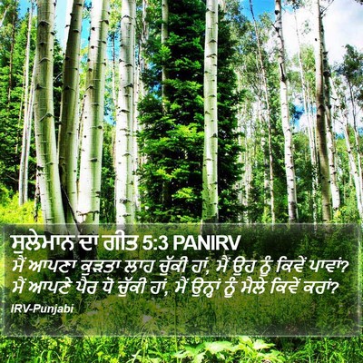 ਸੁਲੇਮਾਨ ਦਾ ਗੀਤ 5:3 PANIRV Bible Verse Image