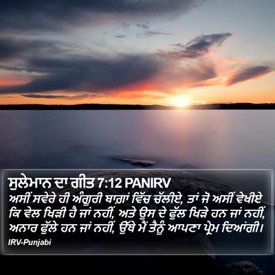 ਸੁਲੇਮਾਨ ਦਾ ਗੀਤ 7:12 PANIRV Bible Verse Image