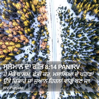 ਸੁਲੇਮਾਨ ਦਾ ਗੀਤ 8:14 PANIRV Bible Verse Image