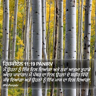 ਹਿਜ਼ਕੀਏਲ 11:19 PANIRV Bible Verse Image