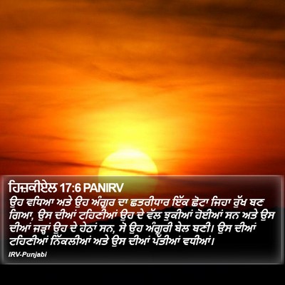 ਹਿਜ਼ਕੀਏਲ 17:6 PANIRV Bible Verse Image