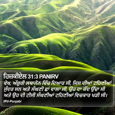 ਹਿਜ਼ਕੀਏਲ 31:3 PANIRV Bible Verse Image