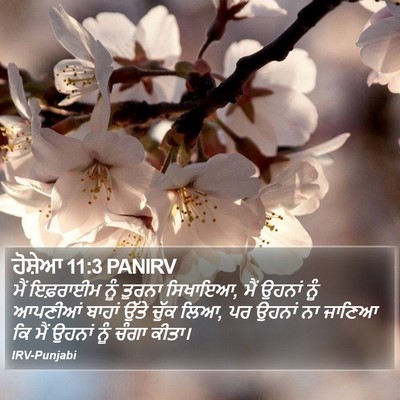 ਹੋਸ਼ੇਆ 11:3 PANIRV Bible Verse Image