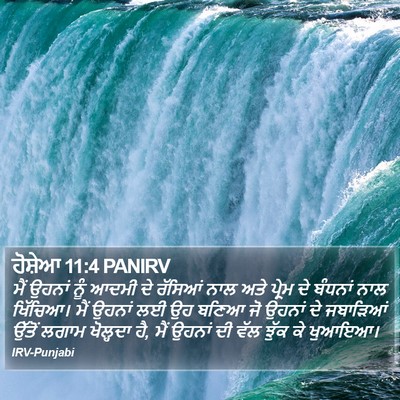 ਹੋਸ਼ੇਆ 11:4 PANIRV Bible Verse Image