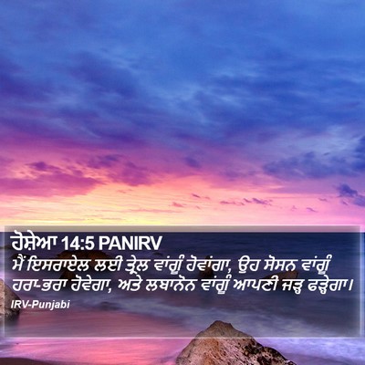 ਹੋਸ਼ੇਆ 14:5 PANIRV Bible Verse Image