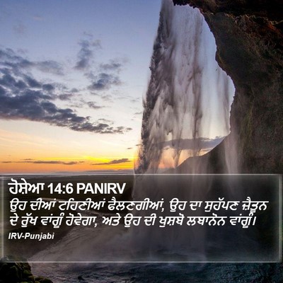 ਹੋਸ਼ੇਆ 14:6 PANIRV Bible Verse Image