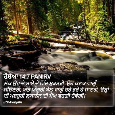 ਹੋਸ਼ੇਆ 14:7 PANIRV Bible Verse Image