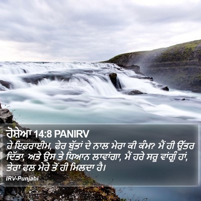 ਹੋਸ਼ੇਆ 14:8 PANIRV Bible Verse Image