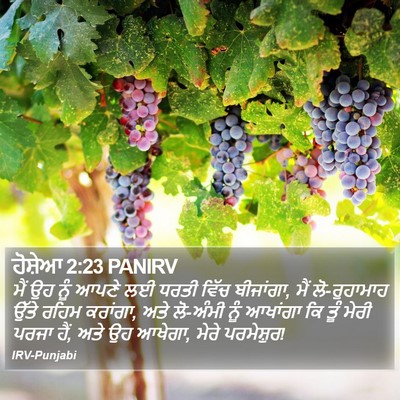 ਹੋਸ਼ੇਆ 2:23 PANIRV Bible Verse Image