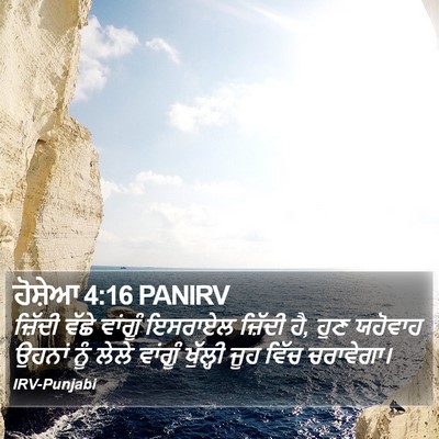 ਹੋਸ਼ੇਆ 4:16 PANIRV Bible Verse Image
