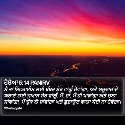 ਹੋਸ਼ੇਆ 5:14 PANIRV Bible Verse Image