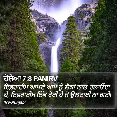 ਹੋਸ਼ੇਆ 7:8 PANIRV Bible Verse Image