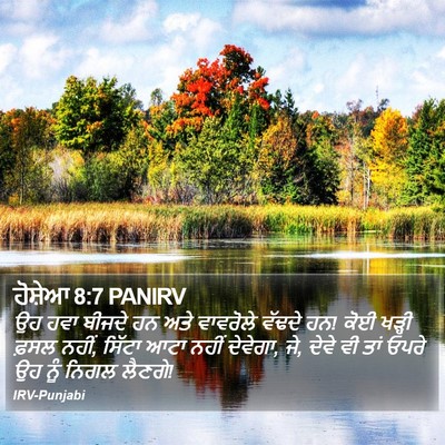 ਹੋਸ਼ੇਆ 8:7 PANIRV Bible Verse Image