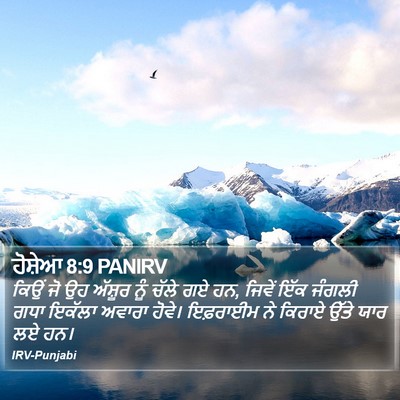 ਹੋਸ਼ੇਆ 8:9 PANIRV Bible Verse Image