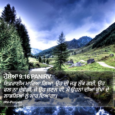 ਹੋਸ਼ੇਆ 9:16 PANIRV Bible Verse Image
