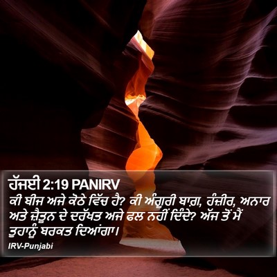 ਹੱਜਈ 2:19 PANIRV Bible Verse Image