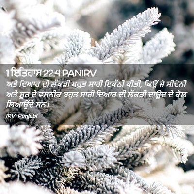 Picture 02 - 1 ਇਤਿਹਾਸ 22:4 PANIRV - ਅਤੇ ਦਿਆਰ ਦੀ ਲੱਕੜੀ - Bible Verse Picture