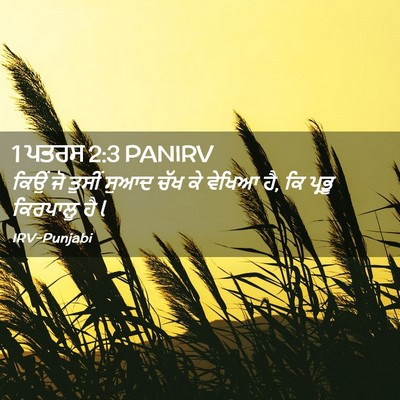 Picture 02 - 1 ਪਤਰਸ 2:3 PANIRV - ਕਿਉਂ ਜੋ ਤੁਸੀਂ ਸੁਆਦ - Bible Verse Picture