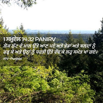 Picture 02 - 1 ਸਮੂਏਲ 14:32 PANIRV - ਲੋਕ ਲੁੱਟ ਦੇ ਮਾਲ - Bible Verse Picture