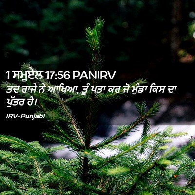 Picture 02 - 1 ਸਮੂਏਲ 17:56 PANIRV - ਤਦ ਰਾਜੇ ਨੇ ਆਖਿਆ, - Bible Verse Picture