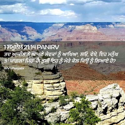 Picture 02 - 1 ਸਮੂਏਲ 21:14 PANIRV - ਤਦ ਆਕੀਸ਼ ਨੇ ਆਪਣੇ - Bible Verse Picture