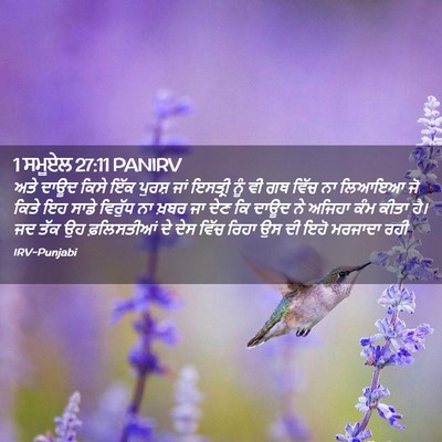 Picture 02 - 1 ਸਮੂਏਲ 27:11 PANIRV - ਅਤੇ ਦਾਊਦ ਕਿਸੇ ਇੱਕ - Bible Verse Picture