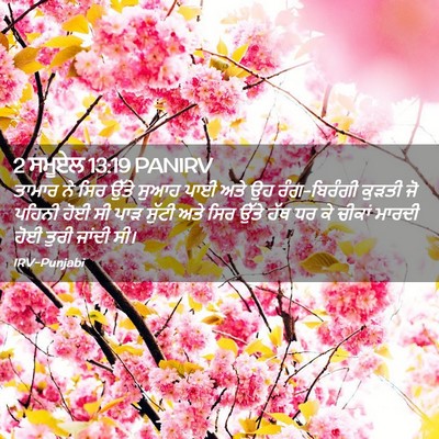 Picture 02 - 2 ਸਮੂਏਲ 13:19 PANIRV - ਤਾਮਾਰ ਨੇ ਸਿਰ ਉੱਤੇ - Bible Verse Picture