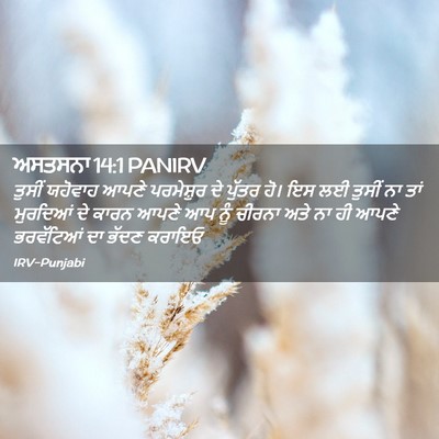 Picture 02 - ਅਸਤਸਨਾ 14:1 PANIRV - ਤੁਸੀਂ ਯਹੋਵਾਹ ਆਪਣੇ - Bible Verse Picture