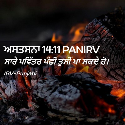 Picture 02 - ਅਸਤਸਨਾ 14:11 PANIRV - ਸਾਰੇ ਪਵਿੱਤਰ ਪੰਛੀ - Bible Verse Picture