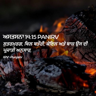 Picture 02 - ਅਸਤਸਨਾ 14:15 PANIRV - ਸ਼ੁਤਰਮੁਰਗ, ਬਿਲ - Bible Verse Picture
