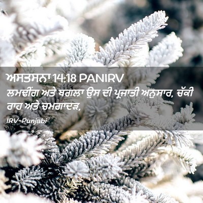 Picture 02 - ਅਸਤਸਨਾ 14:18 PANIRV - ਲਮਢੀਂਗ ਅਤੇ ਬਗਲਾ ਉਸ - Bible Verse Picture